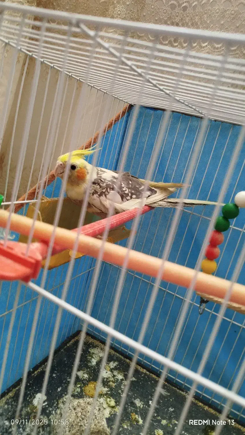 عروس هلندی|پرنده|مشهد, شهرک مهرگان|دیوار