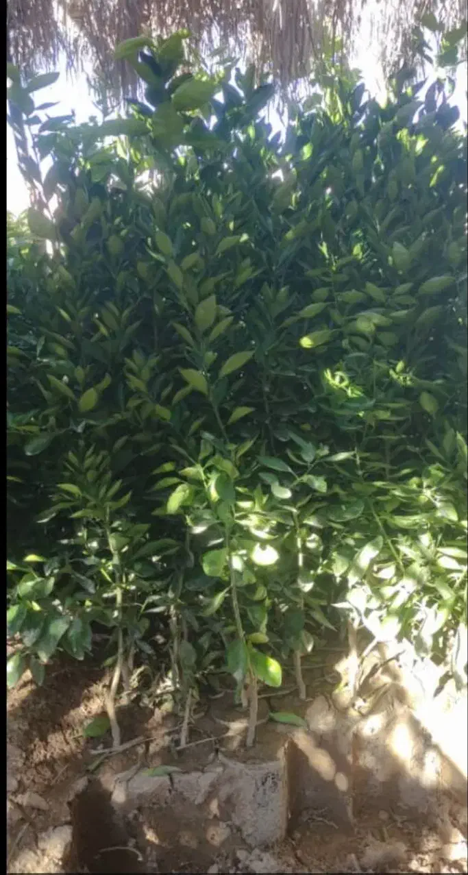 لیمو درنمونه های مختلف|گل و گیاه طبیعی|اهواز, دانشگاه چمران|دیوار