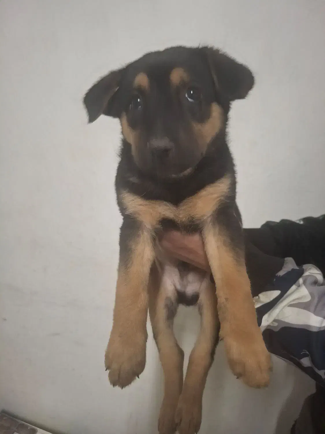 سگ نر وماده|سگ|تهران, نجات اللهی|دیوار