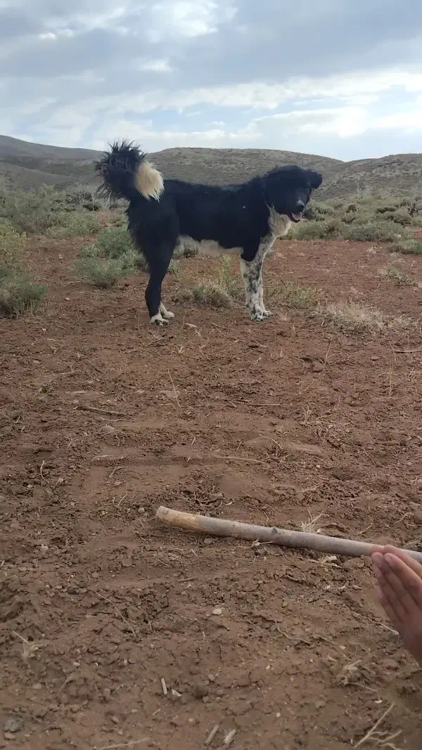 سگ گم شد|سگ|شوشتر, |دیوار