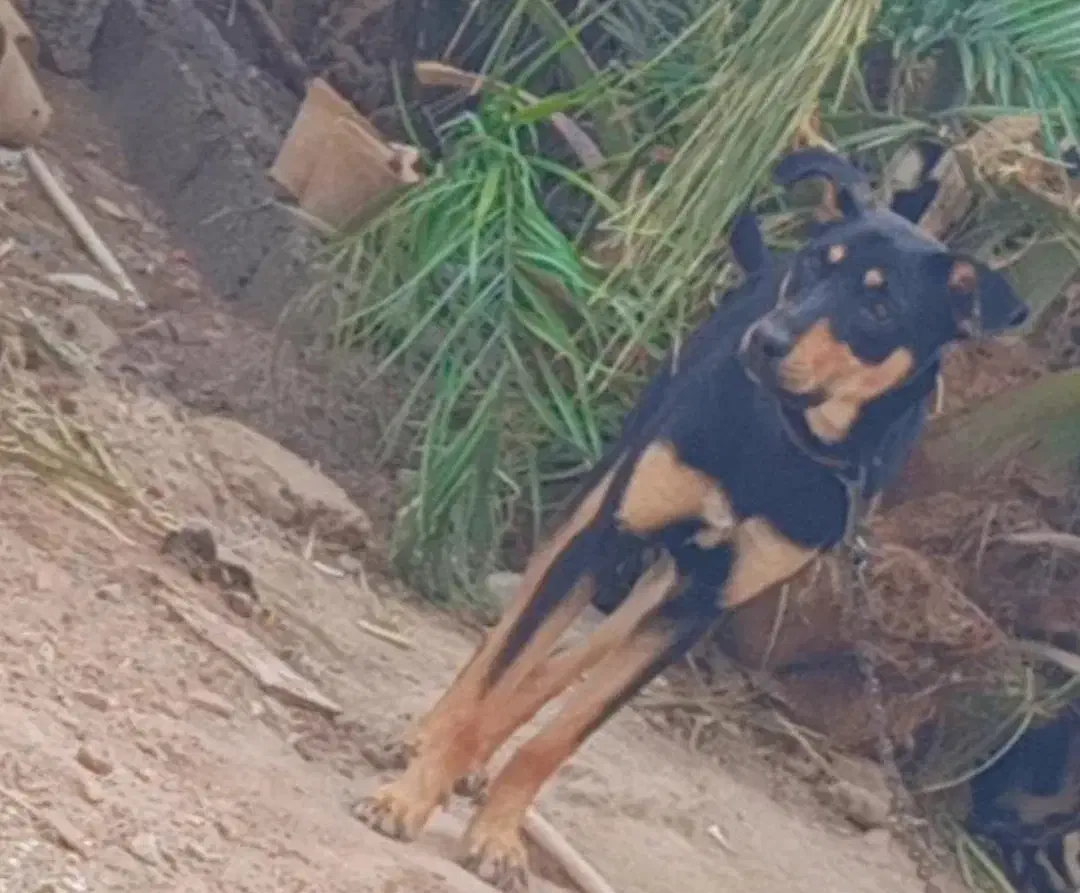 فروشی|سگ|بم, |دیوار