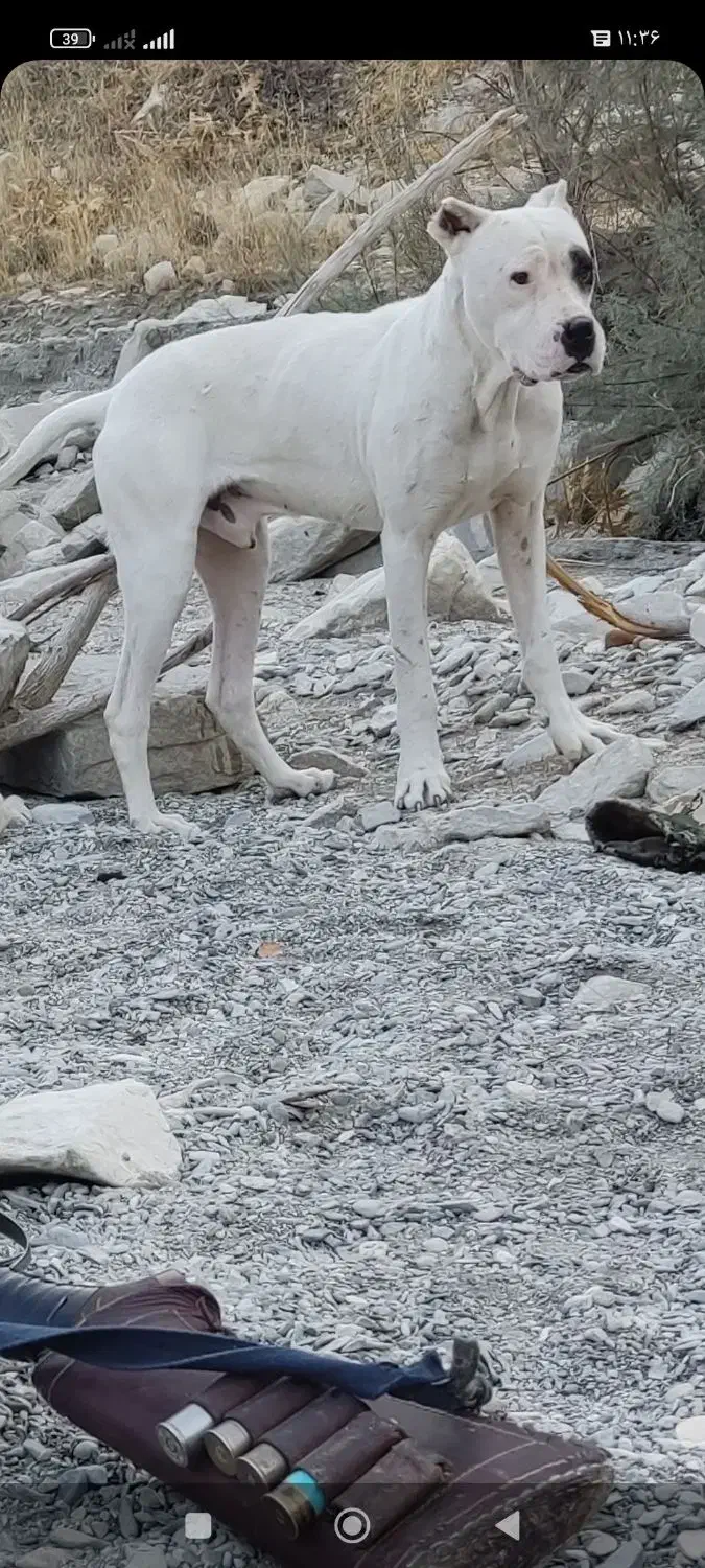 سگ شکاری|سگ|سرپل ذهاب, |دیوار