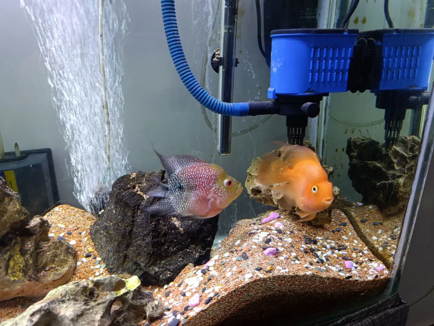 آکواریوم و ماهی|ماهی|رودسر, |دیوار