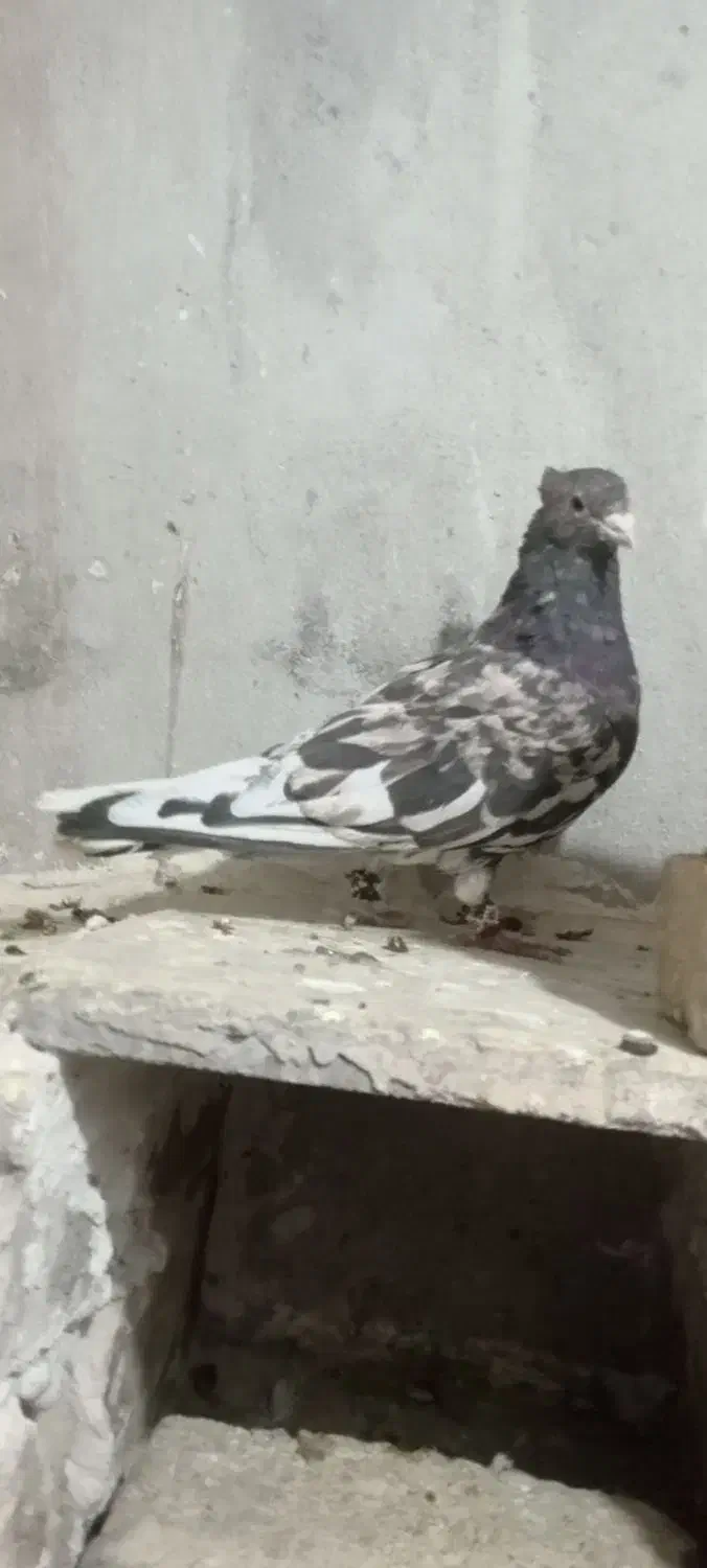 کفتر فروشی|پرنده|سبزوار, زینبیه|دیوار