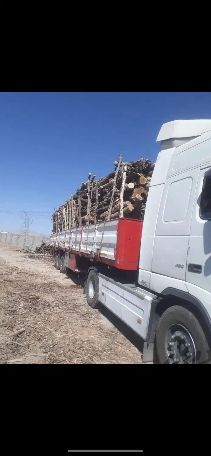 خرید چوب،بریدن انواع درخت،هرس درخت|خدمات باغبانی و درختکاری|صدرا-فارس, فاز ۱|دیوار