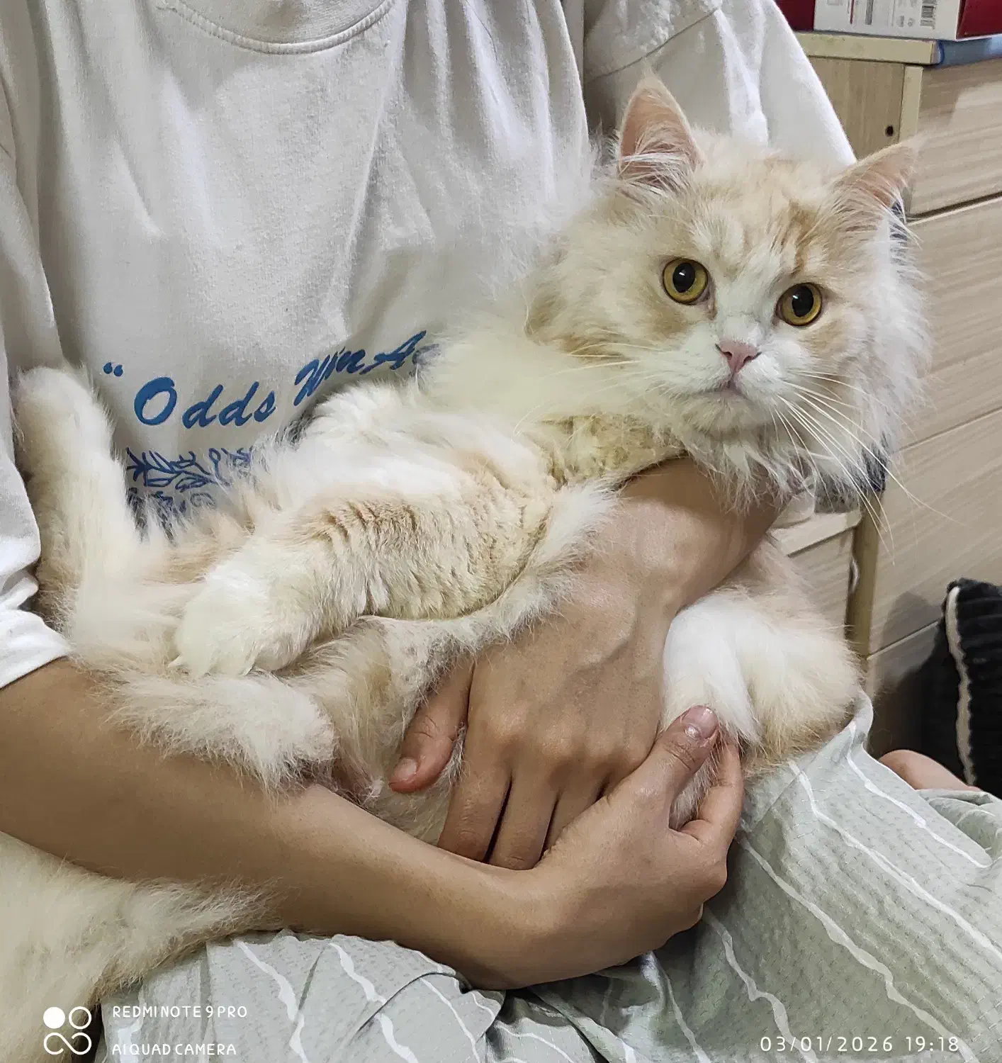 گربه|گربه|آبادان, |دیوار