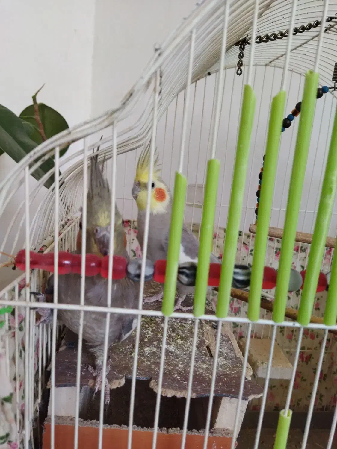 عروس هلندی جفت آماده تخم گذاری|پرنده|نورآباد, |دیوار