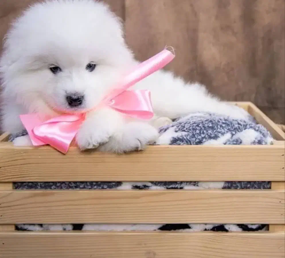 سگ سامویید|سگ|تهران, شهرک آزمایش|دیوار