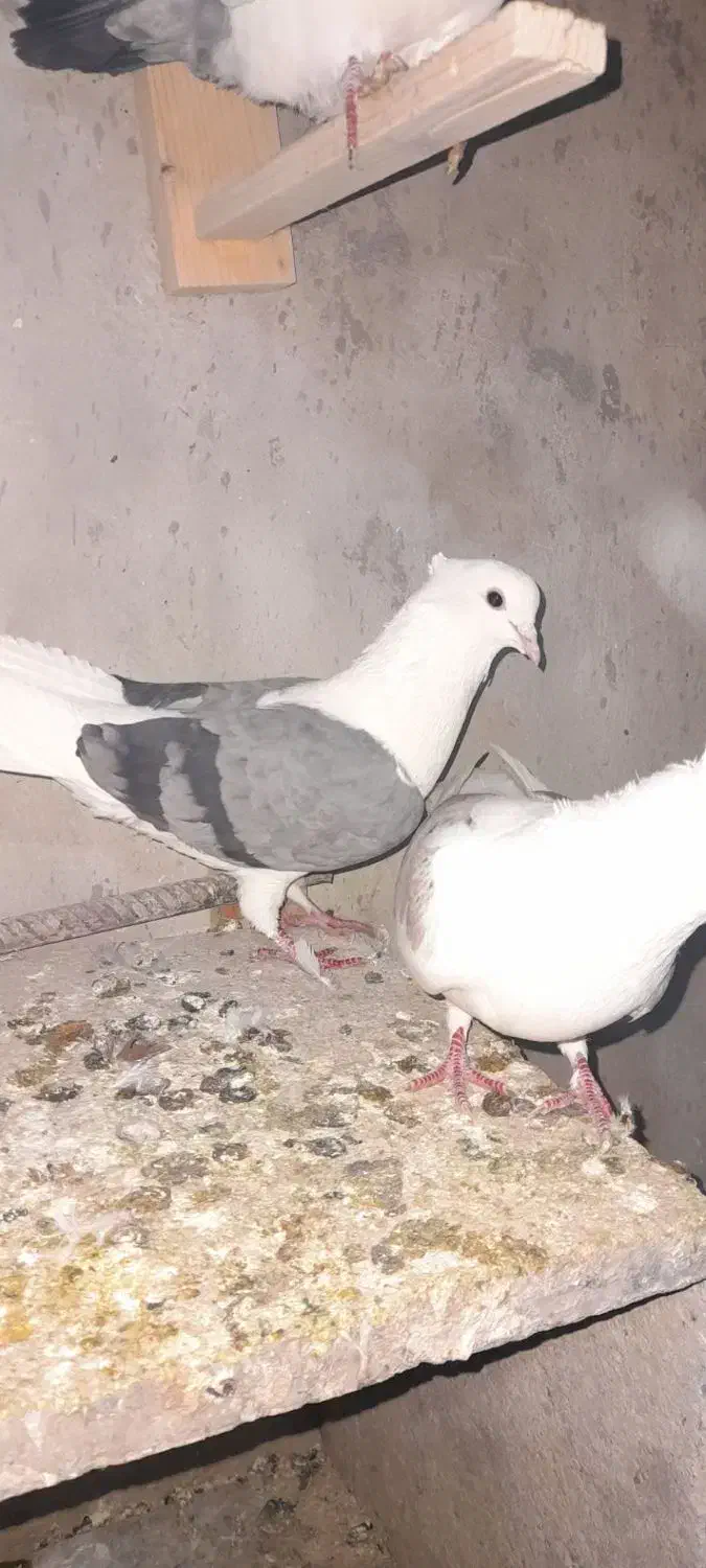 کفتر|پرنده|اشترینان, |دیوار