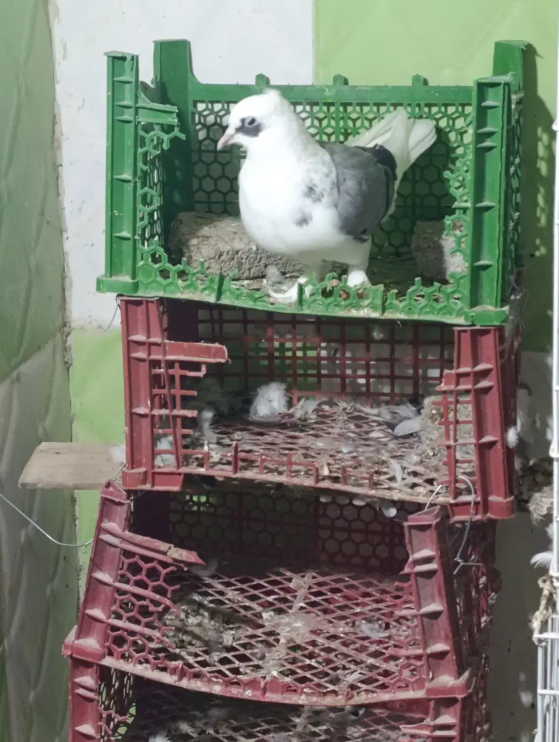 فروش دوکت سبز نر|پرنده|بندر گناوه, |دیوار