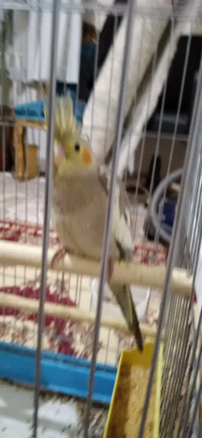 جوجه عروس هلندی|پرنده|محمدشهر, شهرک پیام (مهرالبرز)|دیوار