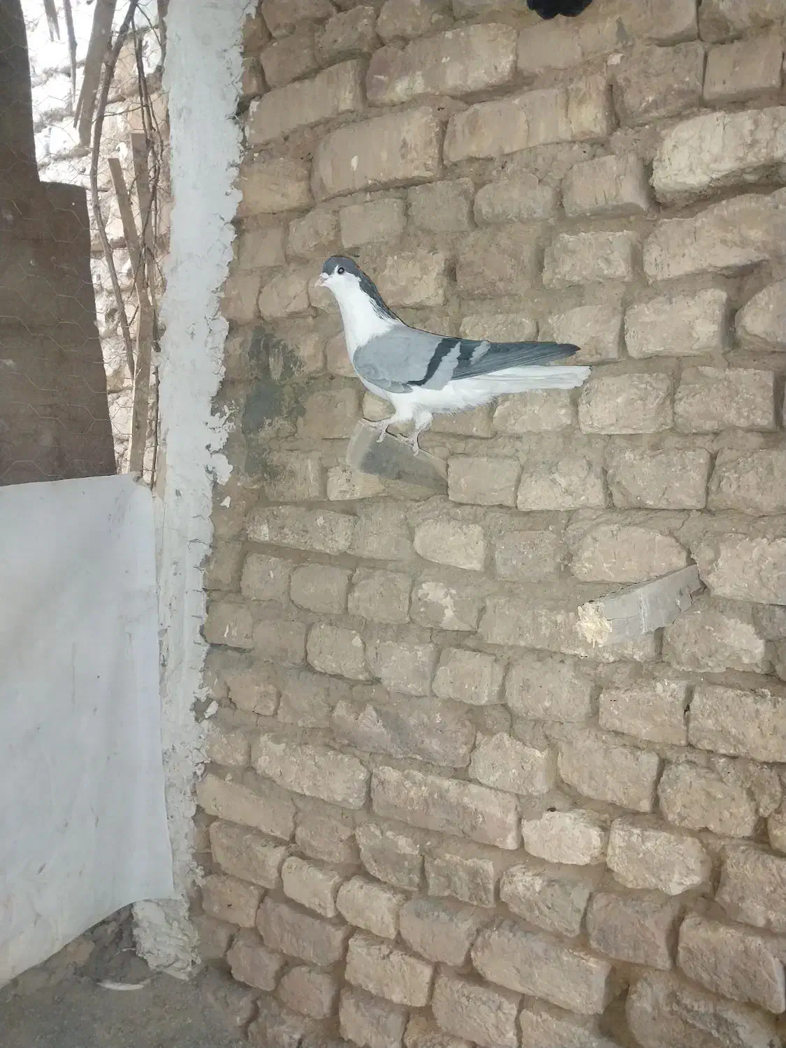 نرخوشرنگ جوان فروشی۴۰۰تومان|پرنده|نجف‌آباد, یزدانشهر|دیوار