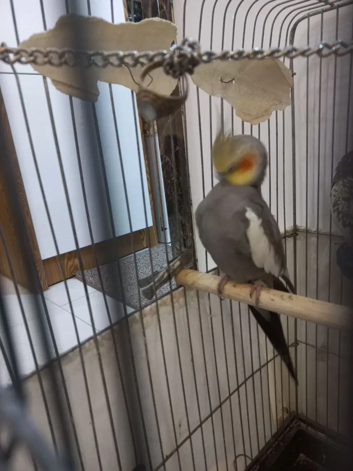 عروس هلندی نر|پرنده|مشکین‌دشت, |دیوار