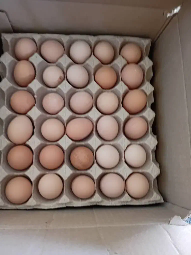 تخم مرغ|خوردنی و آشامیدنی|بندر ماهشهر, |دیوار