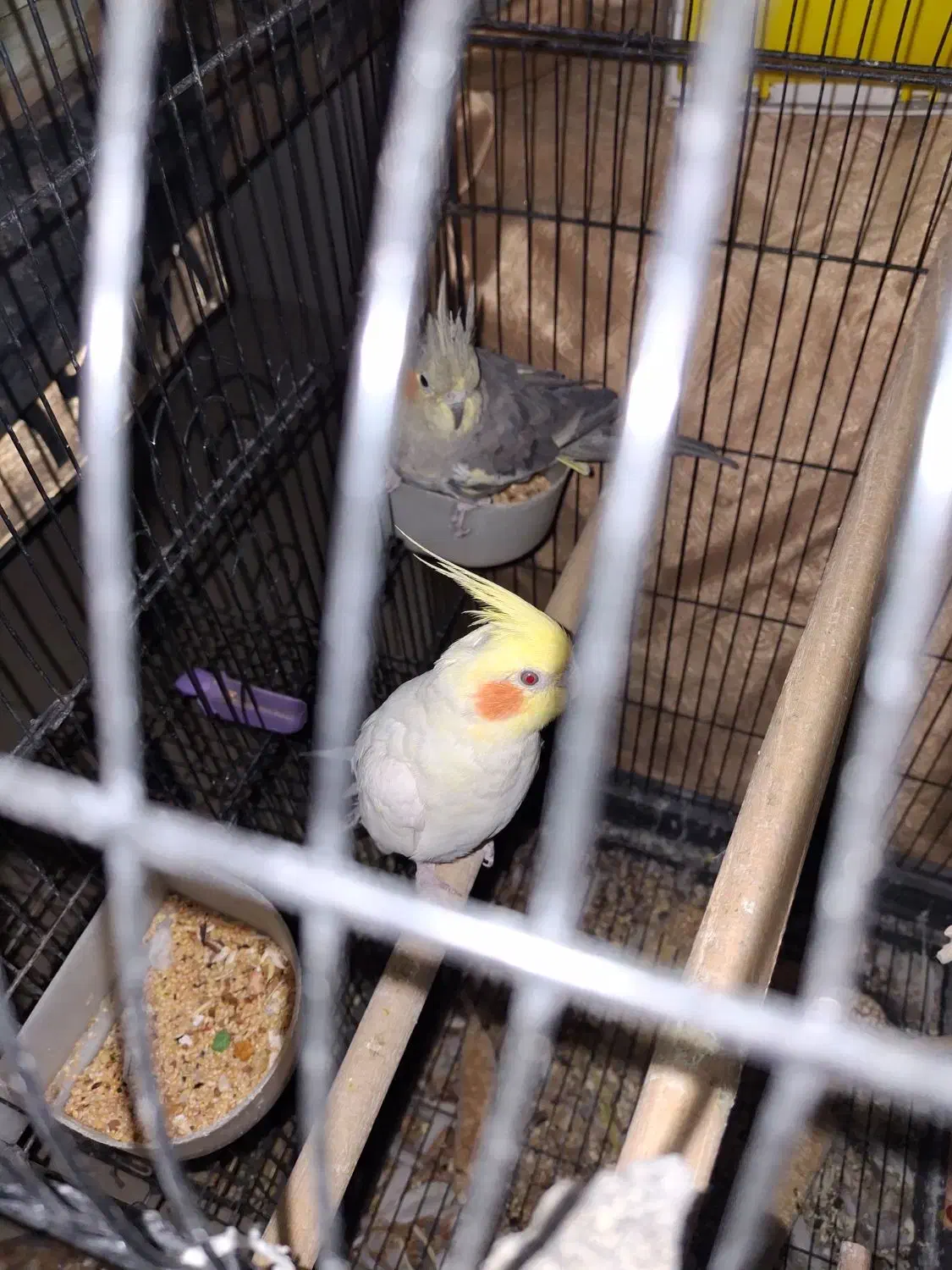 عروس هلندی نر و ماده سالم و سرحال|پرنده|دهگلان, |دیوار