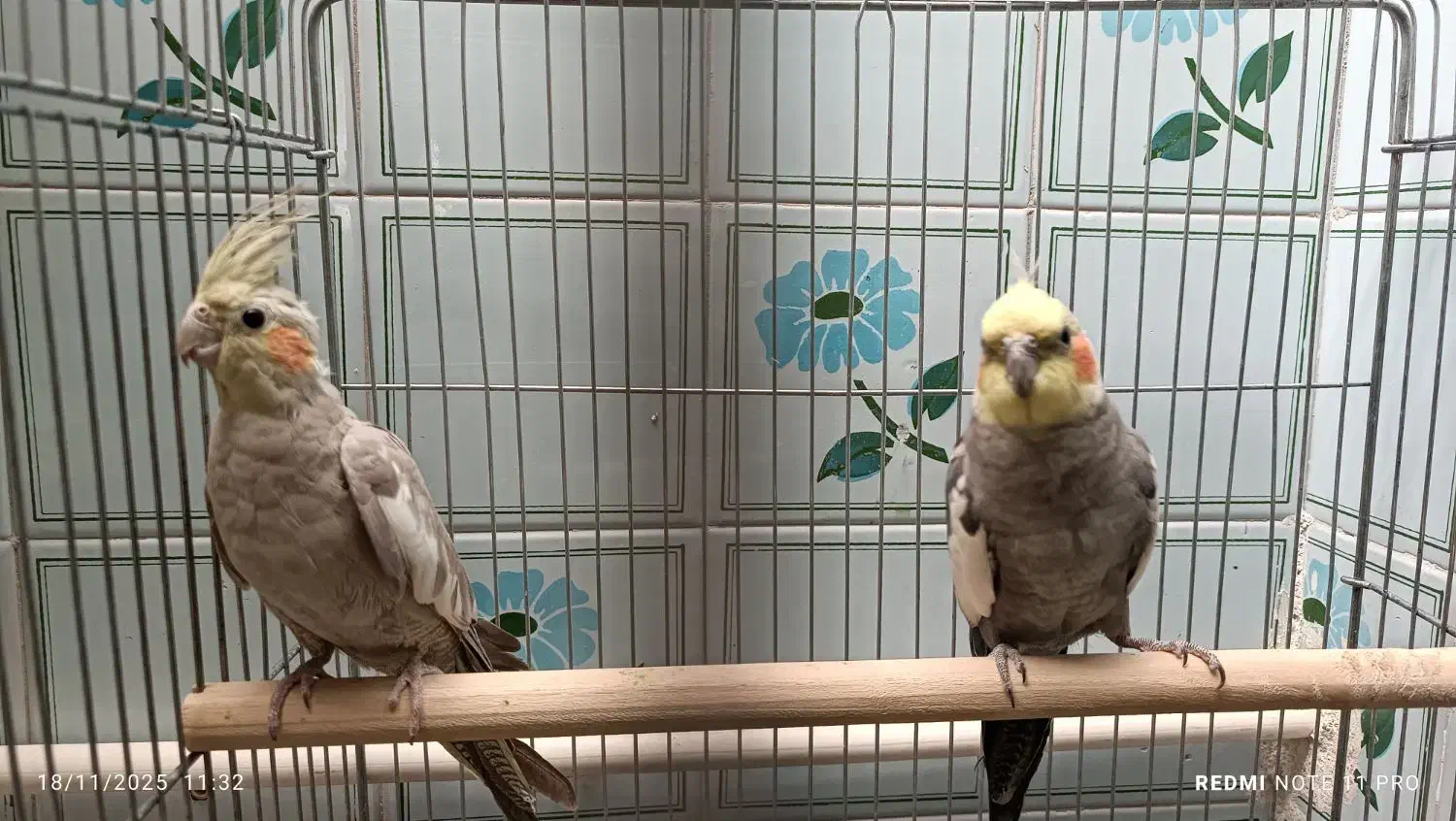 عروس هلندی|پرنده|تاکستان, |دیوار