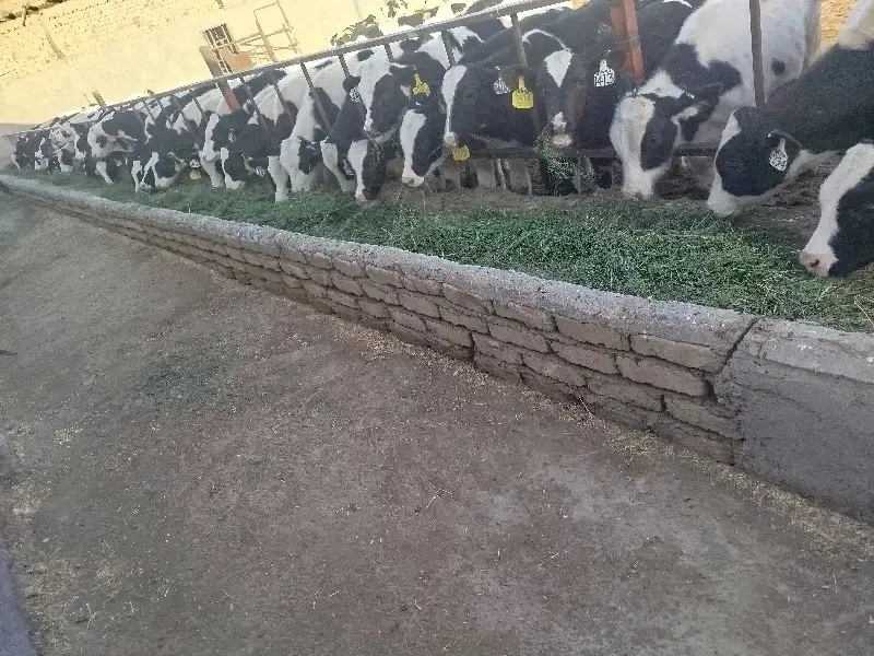 گوساله نر هلشتاین|حیوانات مزرعه|ساروق, |دیوار