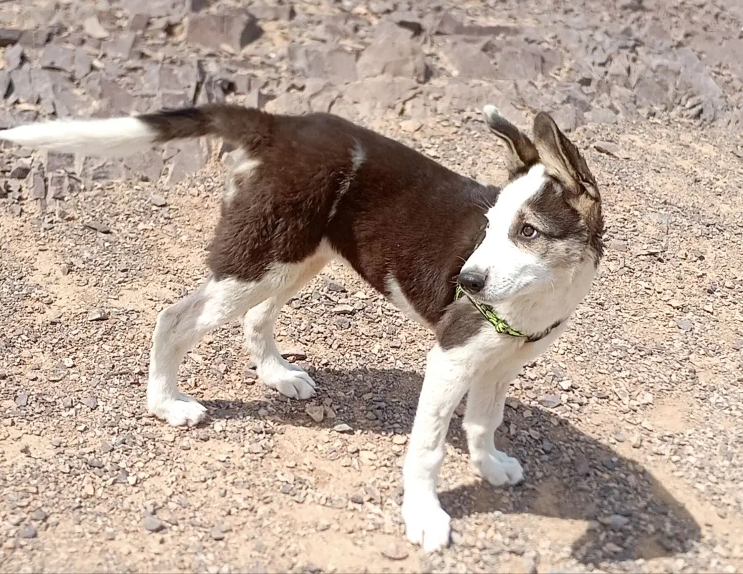 سگ گمشده در پارک تندرستی|حیوانات|فردیس, شهرک ناز|دیوار