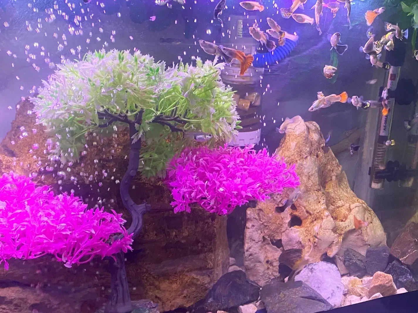 ماهی تزعینی|ماهی|شیراز, شهرک ولیعصر|دیوار