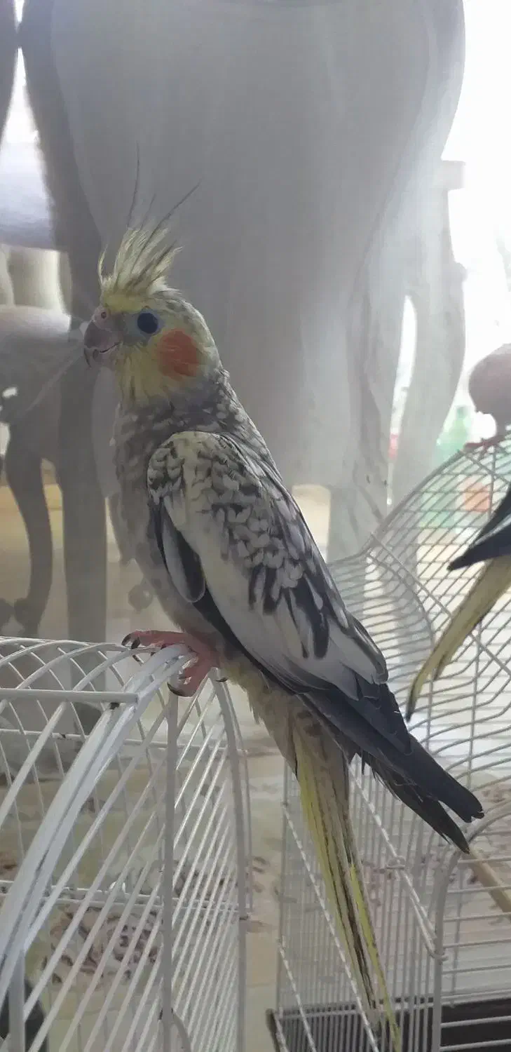 عروس هلندی گلباقالی|پرنده|رشت, شهرک شهید رجایی|دیوار