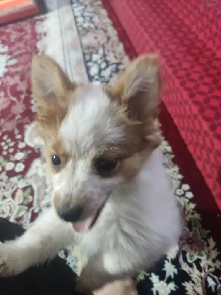 سگ پا کوتاه|سگ|مرودشت, رودبال|دیوار