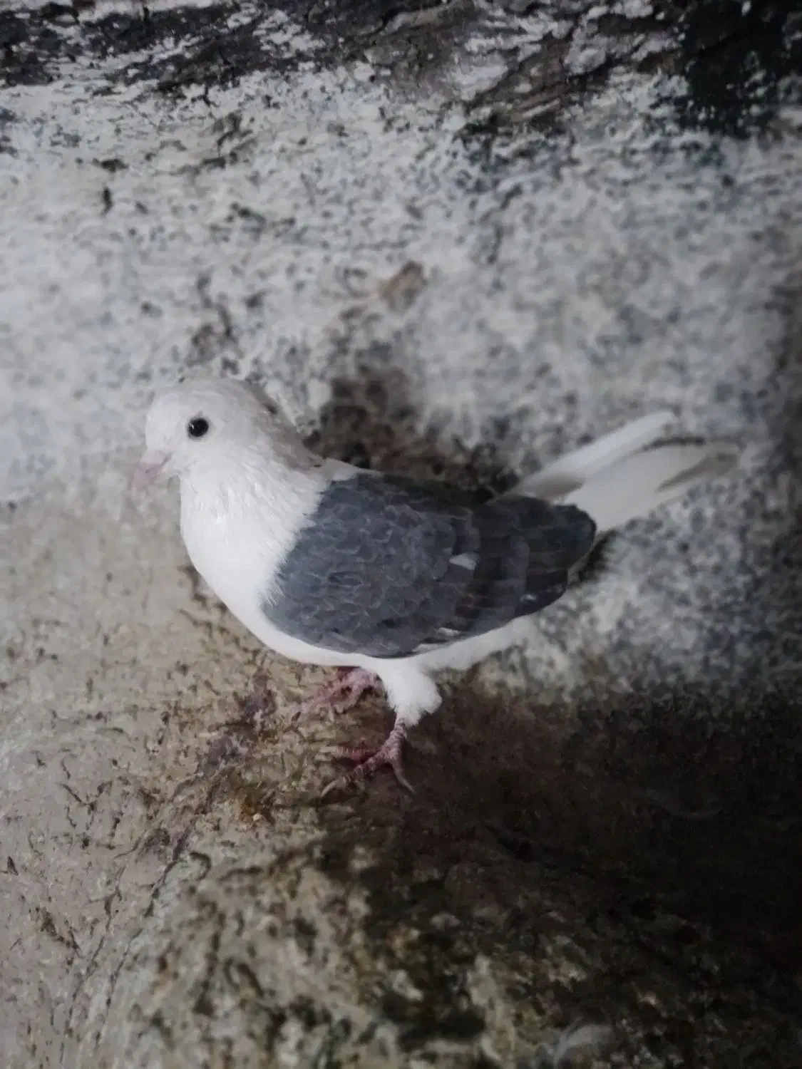 دوکت ماده بلندگرد|پرنده|ملایر, |دیوار