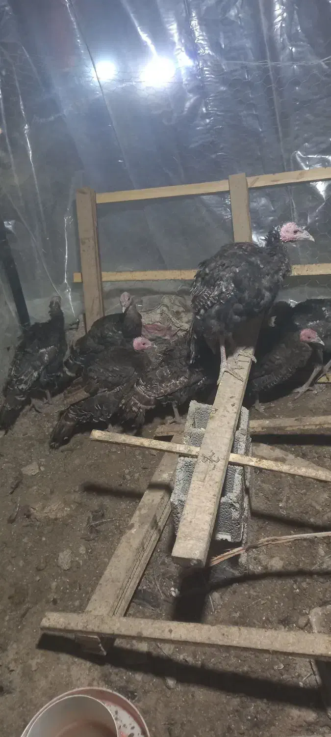 بوقلمون برنز سرحال|حیوانات مزرعه|رباط‌کریم, رباط‌کریم|دیوار