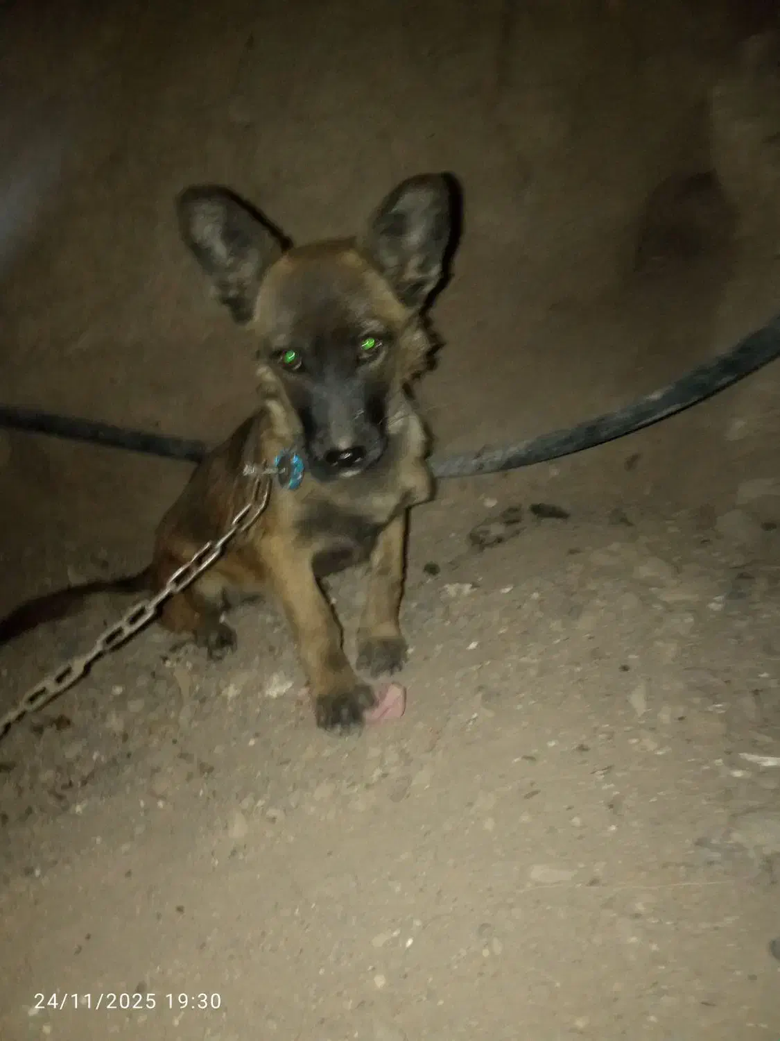 واگذغری ماده پاکوتاه|سگ|بم, |دیوار