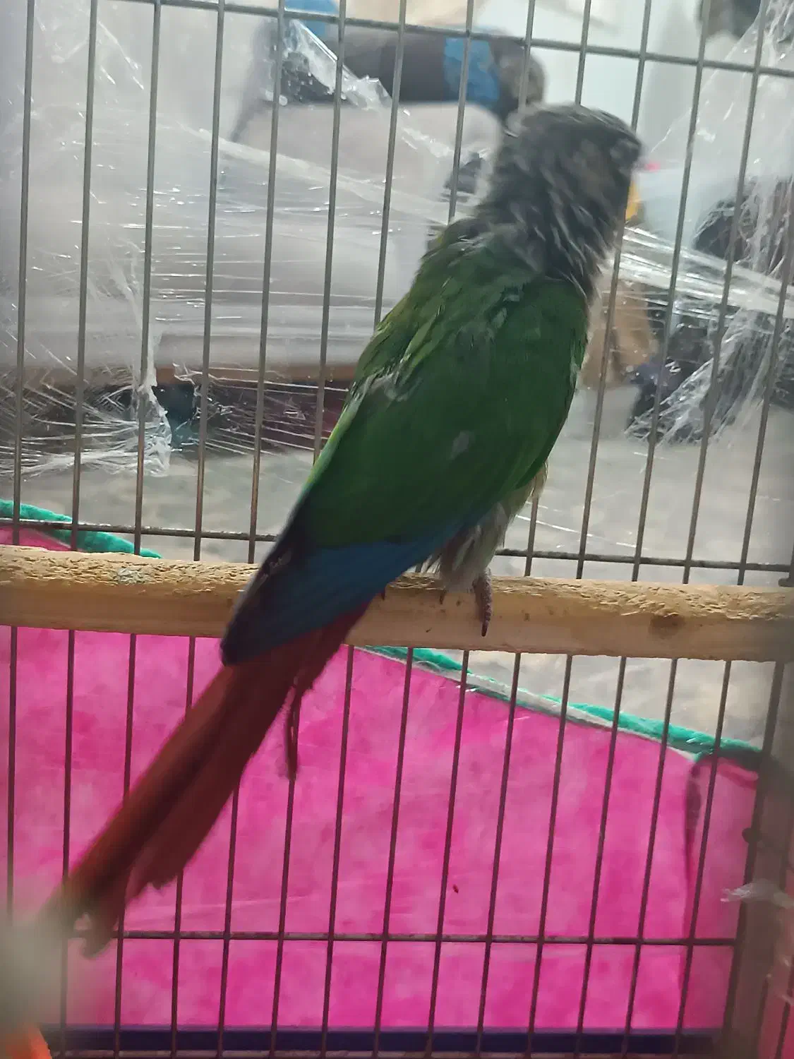 طوطی گرینجیک|پرنده|لنگرود, |دیوار