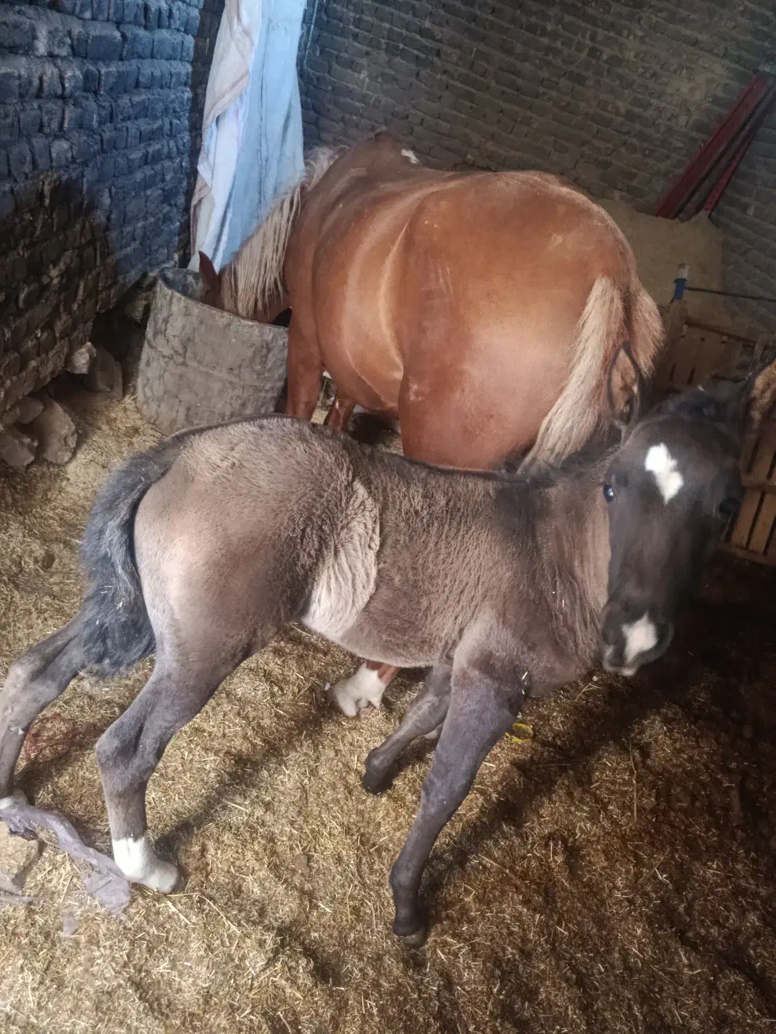 فروش مادیان ۶ سال با کره|اسب و تجهیزات اسبسواری|نورآباد, |دیوار