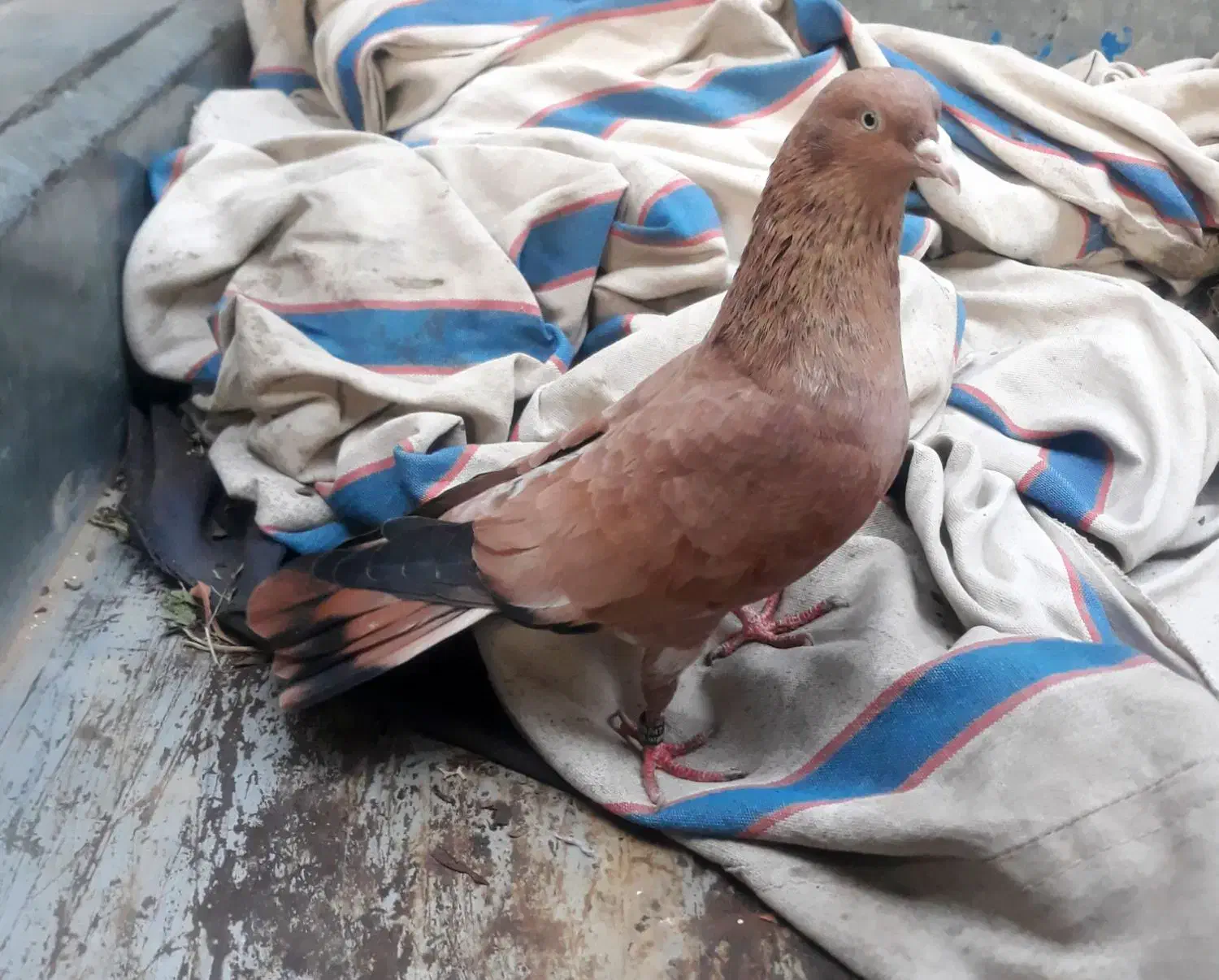 فروش تاپ پرتقالی یتیکه|پرنده|کارون, |دیوار