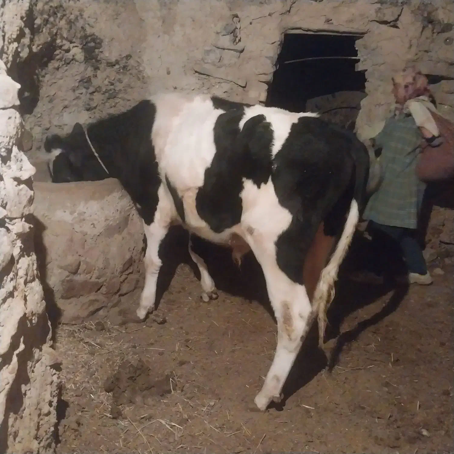 یک عدد نر گاو|حیوانات مزرعه|جلگه ماژان, |دیوار