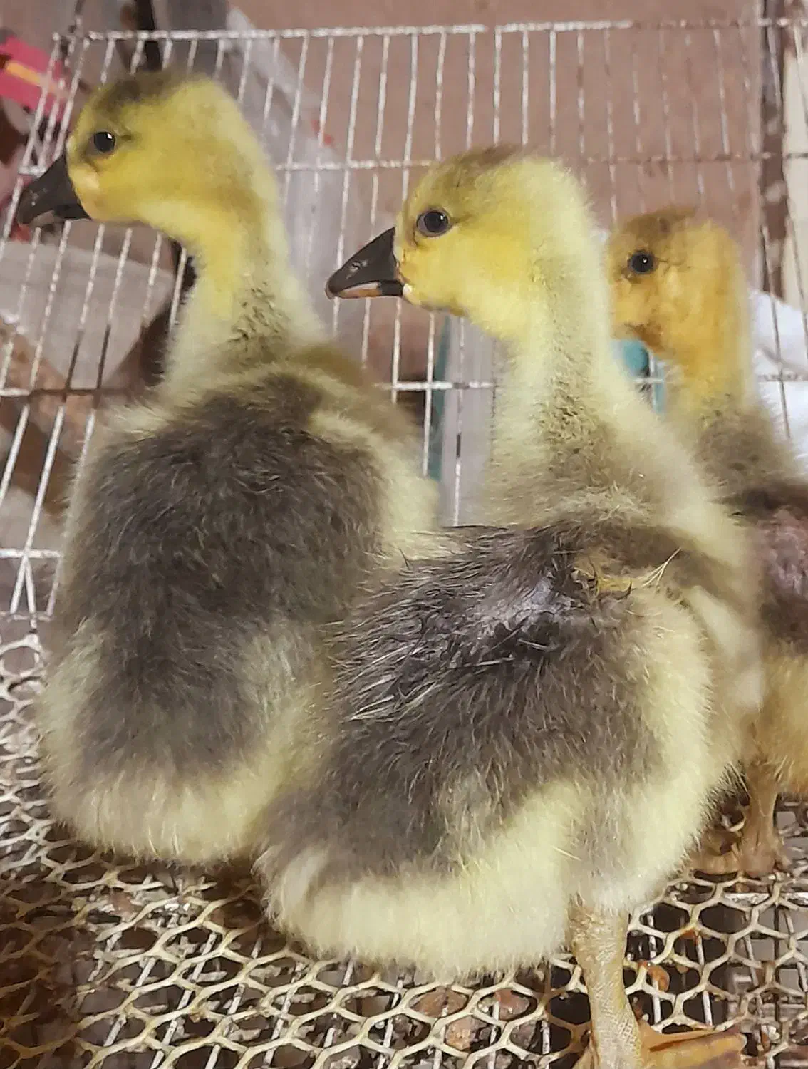 جوجه قوغاز، بوقلمون برنز ماده، اردک، خروس|حیوانات مزرعه|مشهد, شیرودی|دیوار