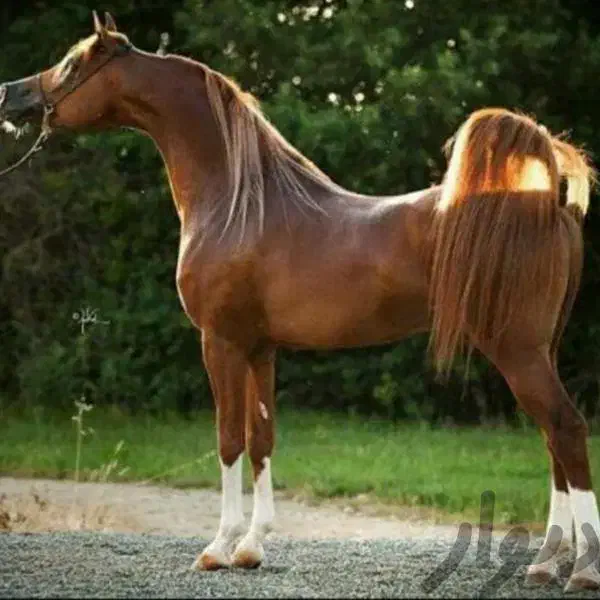 مادیان|اسب و تجهیزات اسب‌سواری|کرمان, |دیوار