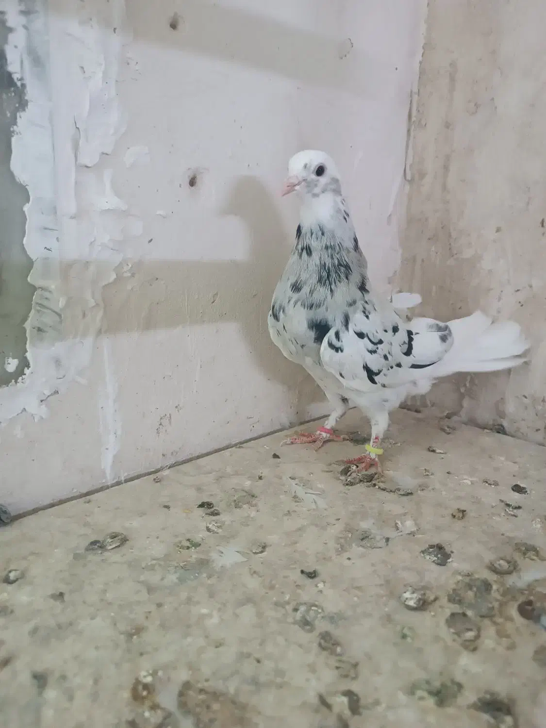 کفترسرور|پرنده|نهاوند, |دیوار