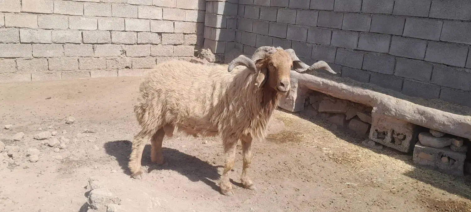 شهرستان کرخه خاشیه دز|حیوانات مزرعه|اهواز, دغاغله|دیوار