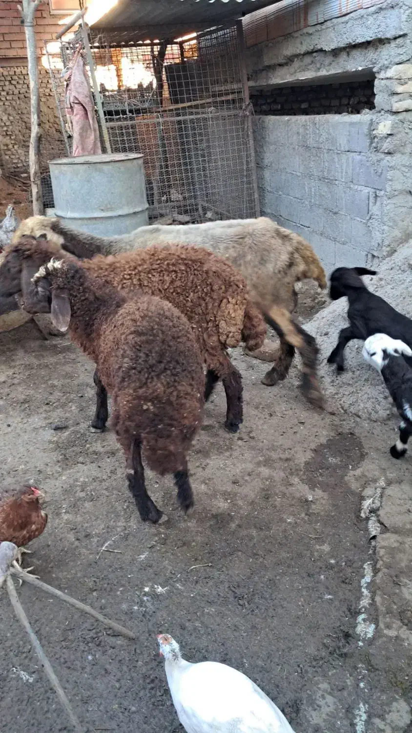 نر بره پرواری|حیوانات مزرعه|گرگان, |دیوار