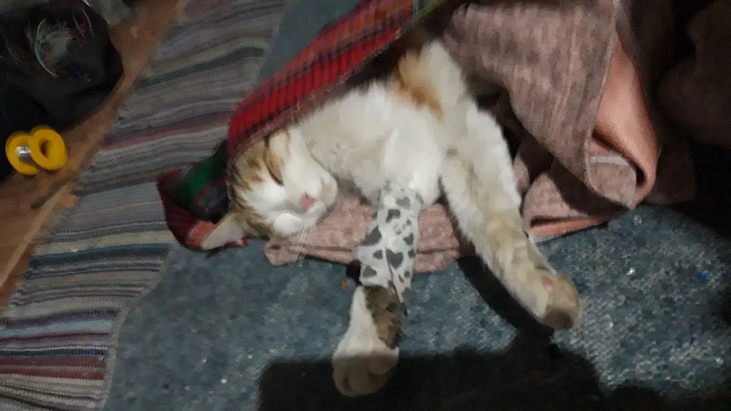 واگذاری گربه|گربه|سنندج, |دیوار