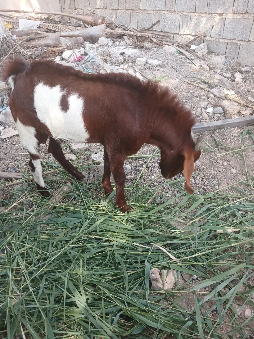 کهره نر|حیوانات مزرعه|چغادک, |دیوار