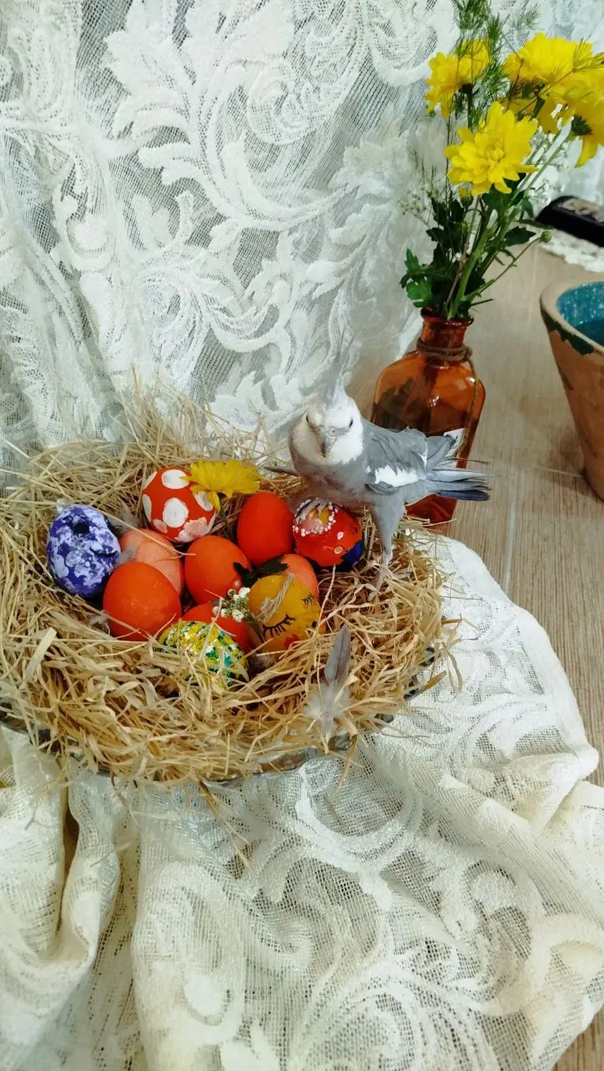 عروس هلندی گمشده|حیوانات|قم, شاه ابراهیم|دیوار