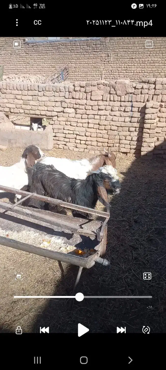 بزغاله نر فروشی|حیوانات مزرعه|تربت‌حیدریه, پائین ولایت|دیوار