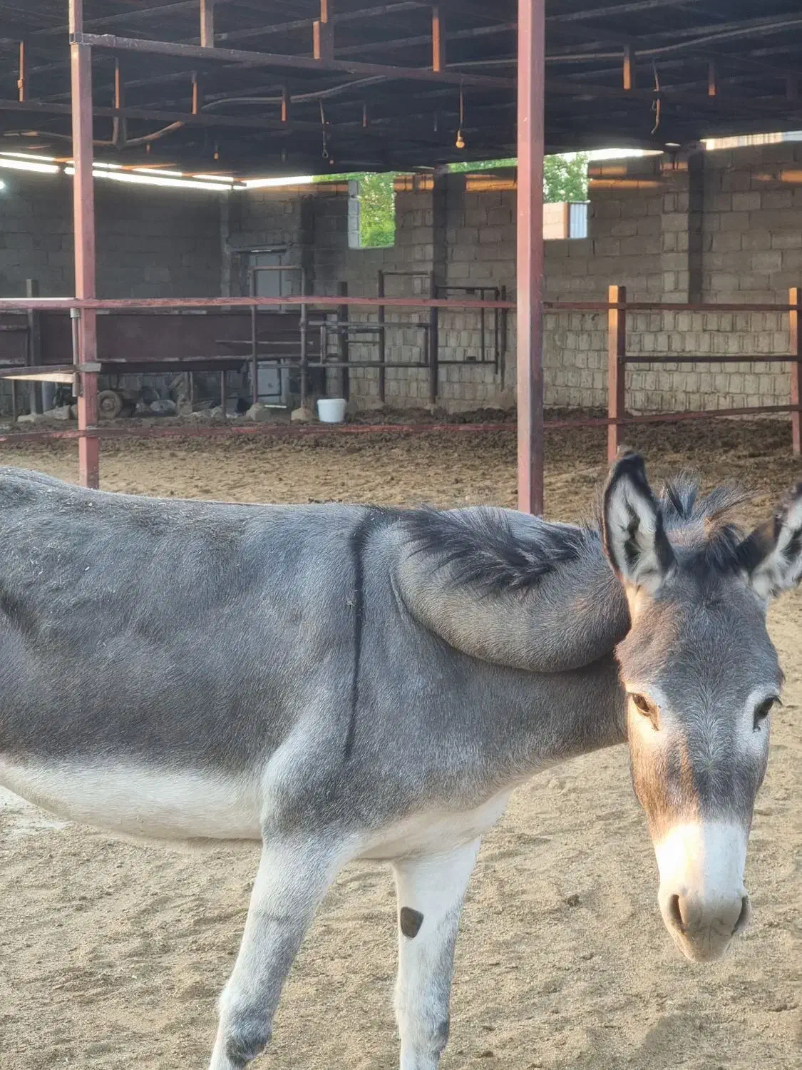 خر ماده|حیوانات مزرعه|جهرم, |دیوار