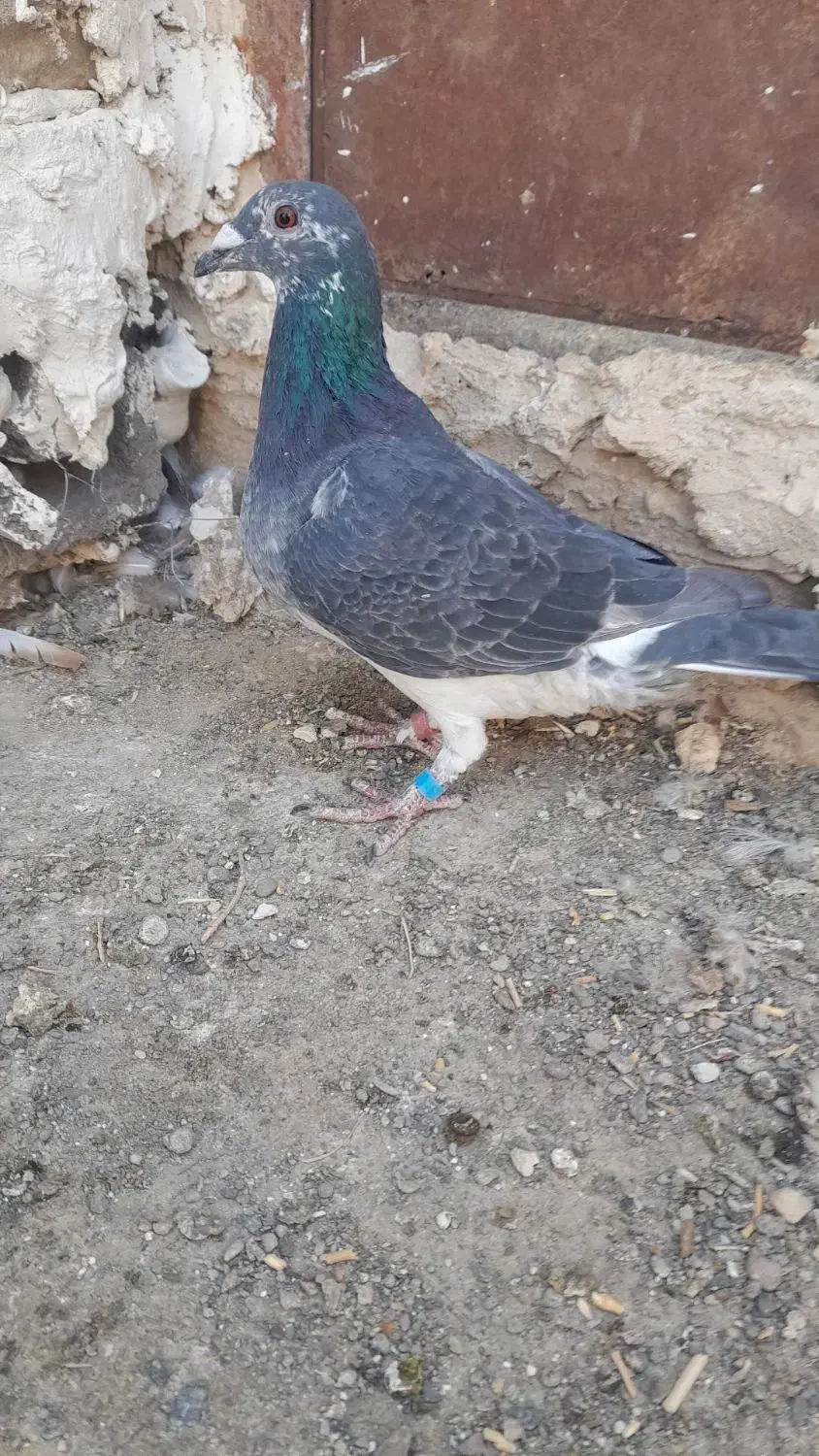 جفت نر فروشی|پرنده|رشتخوار, |دیوار