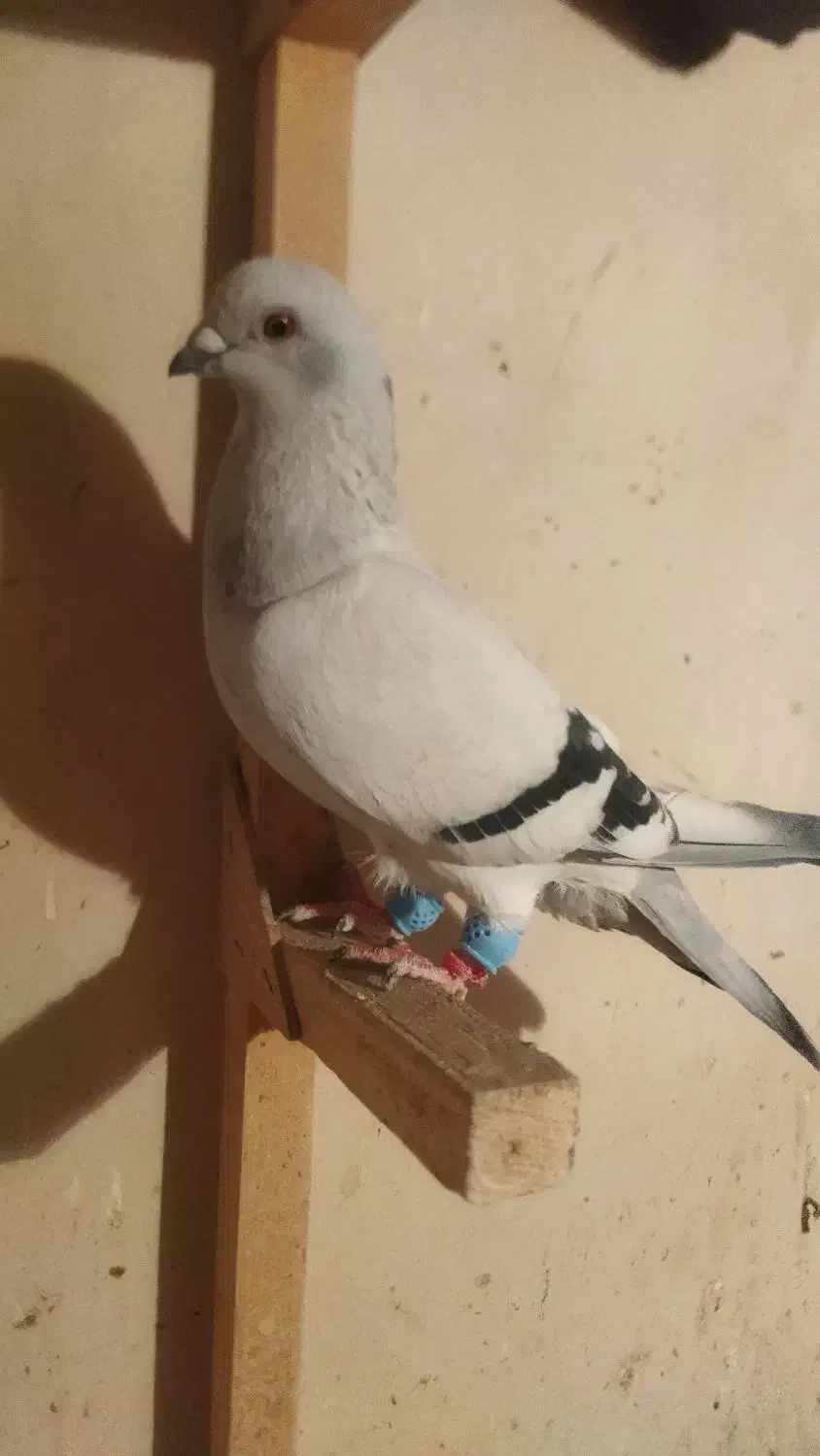 شامی موشی|پرنده|مرودشت, رودبال|دیوار