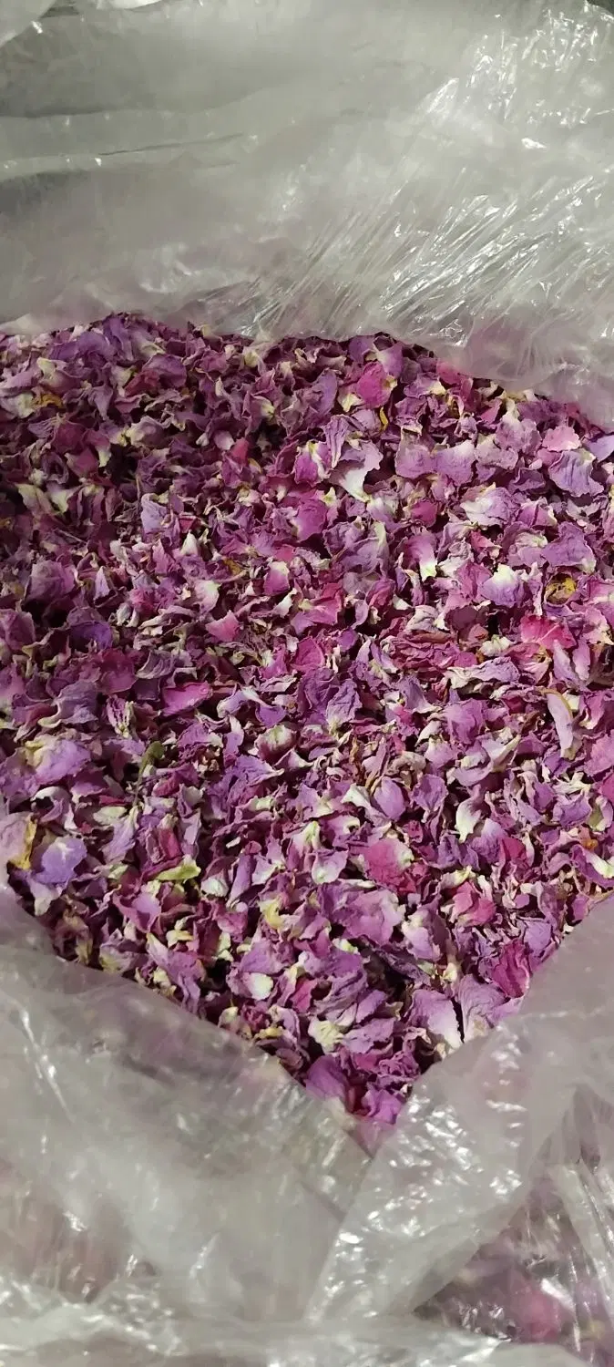 گل محمدی|گل و گیاه طبیعی|اراک, |دیوار