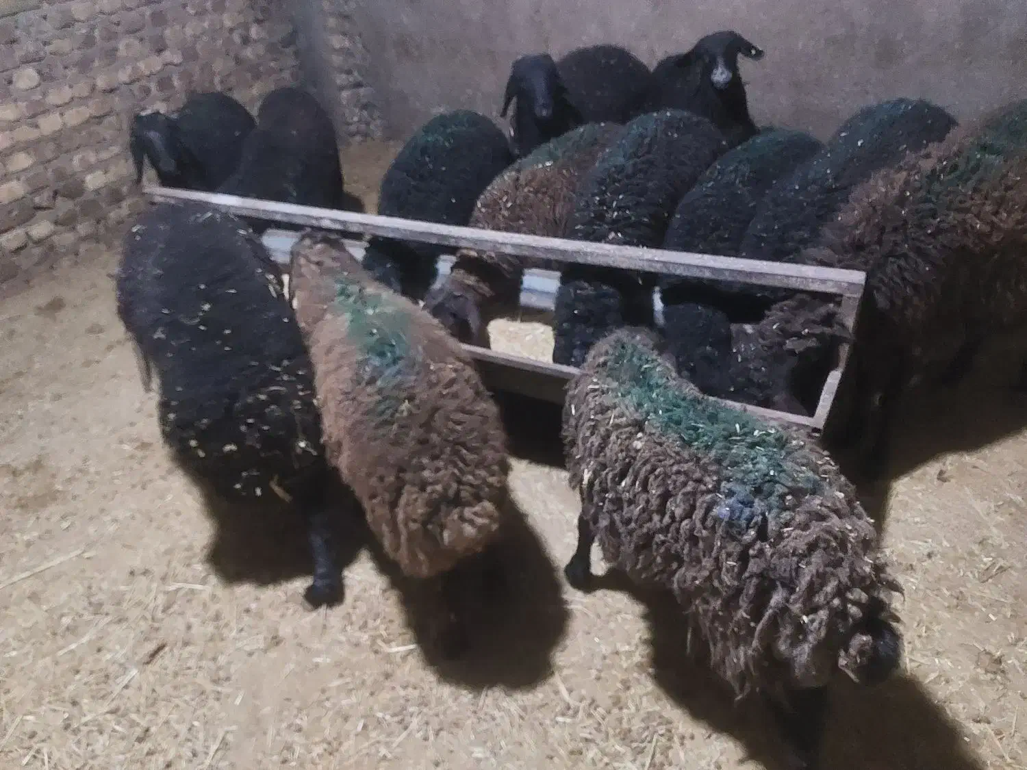 بره وزن ۳۵ تا ۴۰ کیلو تضمینی|حیوانات مزرعه|هشتگرد, تهران دشت|دیوار