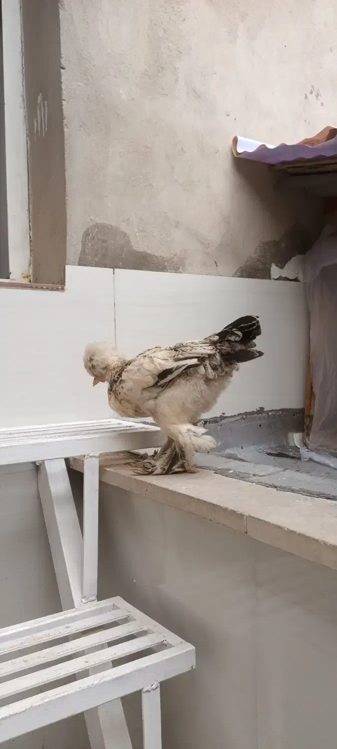 جوجه مرغ و خروس سلطان|حیوانات مزرعه|قم, وادی السلام|دیوار