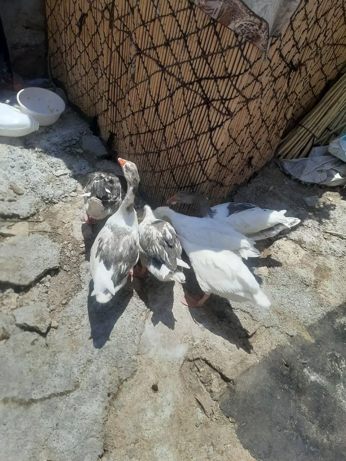 حیوانات خانگی|حیوانات مزرعه|آبدانان, |دیوار