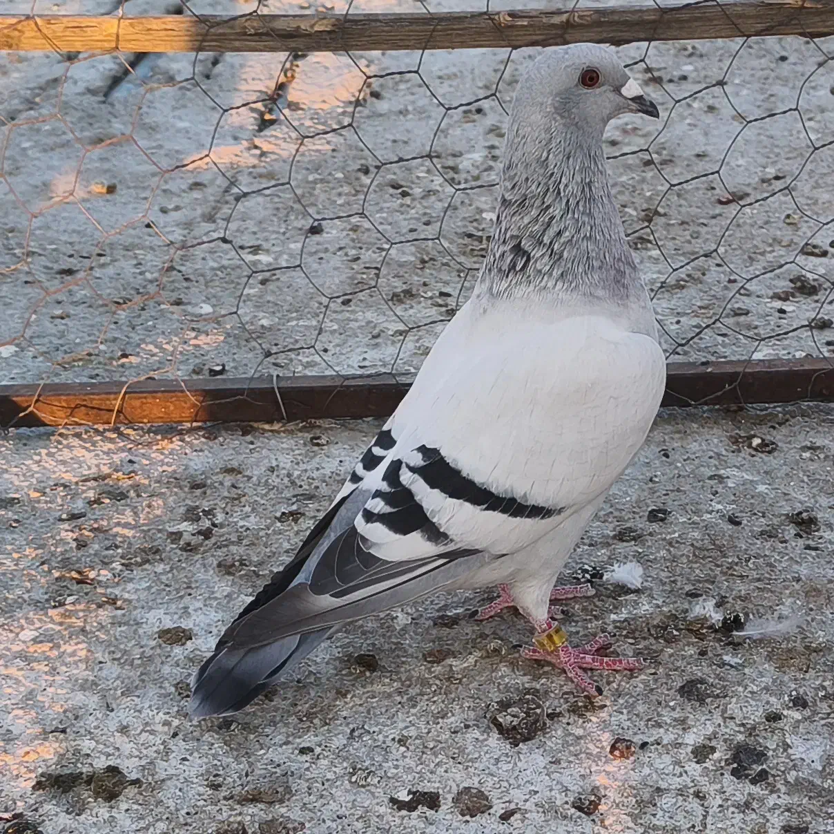 شامی دلبر نر|پرنده|داراب, |دیوار