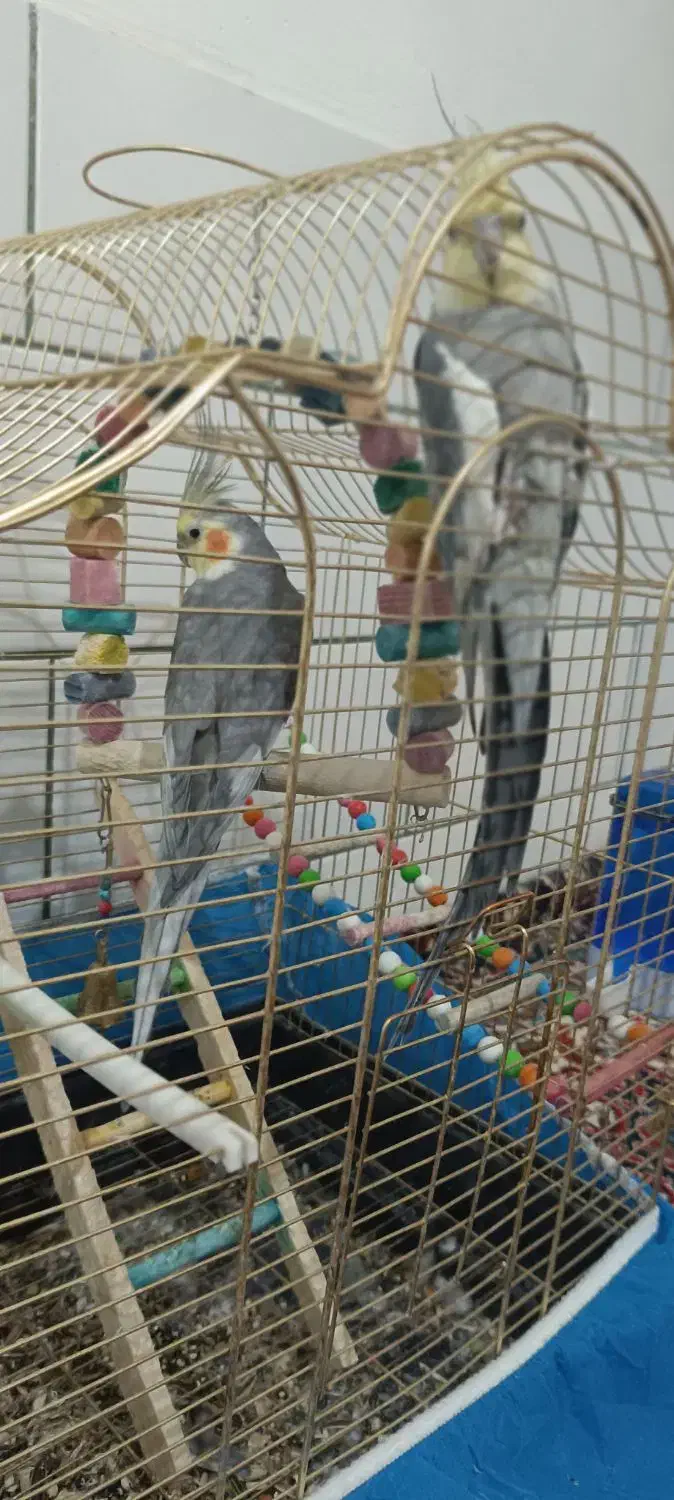 عروس هلندی|پرنده|جونقان, |دیوار